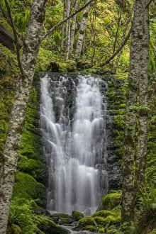 Alder Prints: USA, Washington State, Gifford Pinchot National Forest. Waterfall scenic. Credit as