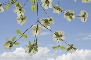 Images Dated 9th May 2018: USA, Washington State, Gifford Pinchot National Forest. Pacific dogwood limbs and flowers
