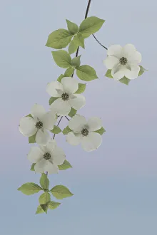 Images Dated 1st May 2018: USA, Washington State, Gifford Pinchot National Forest. Pacific dogwood limbs and flowers