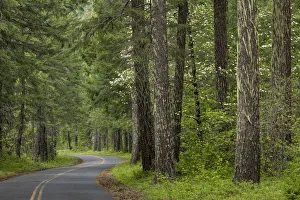 Douglas Fir Prints: USA, Washington State, Gifford Pinchot National Forest. Road through forest. Credit as