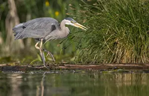 USA, Washington State. Great Blue Heron (Ardea herodias) stalks for food on Union Bay