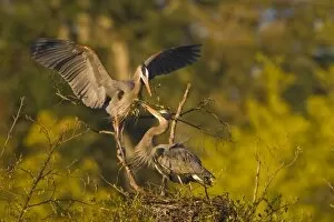 USA, Washington State, Great Blue Heron, male, female, nest, nest building, stick exchange