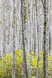 Images Dated 27th April 2021: USA, Washington State. Grove of young alder trees in autumn