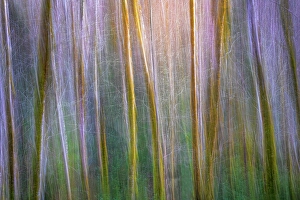 Alder Prints: USA, Washington State, Guillemot Cove Nature Preserve