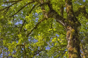 Images Dated 4th October 2021: USA, Washington State, Guillemot Cove Nature Reserve. Mossy bigleaf maple tree and foliage
