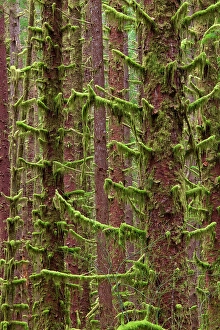 Moss Prints: USA, Washington State, Hoh River Trust