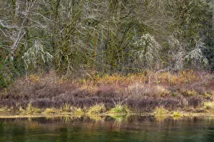 Images Dated 13th August 2020: USA, Washington State, Hood Canal. Forest reflects in canal