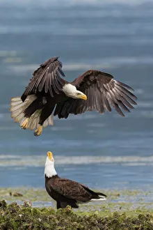 Salish Sea Prints: USA, Washington State. Hood Canal, bald eagle flyby
