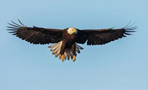 Survival Prints: USA, Washington State. Hood Canal, Salish Sea, bald eagle alighting