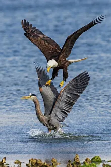 Raptor Prints: USA, Washington State. Hood Canal, Salish Sea, bald eagle harassing great blue heron