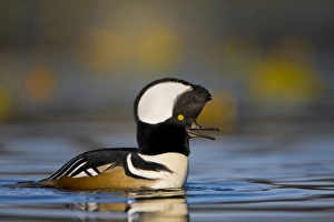 Images Dated 30th October 2007: USA, Washington State, Hooded Merganser, male, display