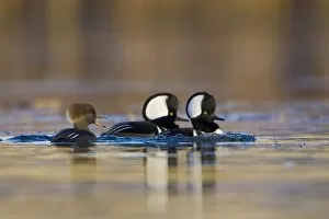 Images Dated 2nd December 2006: USA, Washington State, Hooded Merganser, male, female, display, dispute