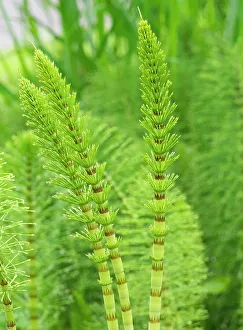 Images Dated 29th June 2023: USA, Washington State. Horsetail Fern