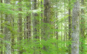 USA, Washington State. Hump tulips Hemlock evergreen forest