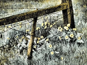 What's New: USA, Washington State. Infrared capture of fence line and wildflowers