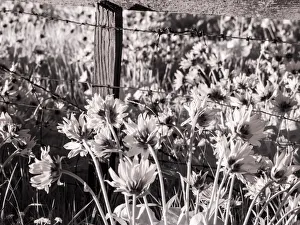 USA, Washington State. Infrared capture of fence line and wildflowers