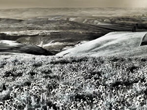 2022-08-19 Danita Delimont Dist 2325 images Gallery: USA, Washington State. Infrared capture Spring wildflowers and hills