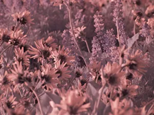 USA, Washington State. Infrared capture wildflowers in bloom