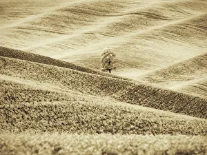 Lone Tree Prints: USA, Washington State. Infrared of lone tree in wheat field