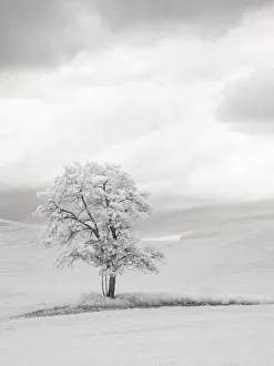 Images Dated 1st February 2020: USA, Washington State. Infrared of lone tree in wheat field