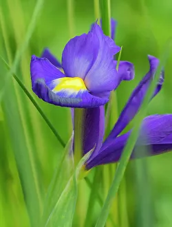 Images Dated 29th June 2023: USA, Washington State. Iris