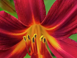 Images Dated 1st September 2022: Usa, Washington State, Issaquah. Orange and red daylily flower close-up