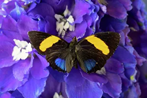 USA, Washington State, Issaquah. Butterfly on flowers