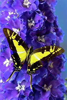 USA, Washington State, Issaquah. Butterfly on flowers