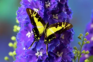 USA, Washington State, Issaquah. Butterfly on flowers
