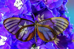 USA, Washington State, Issaquah. Butterfly on flowers