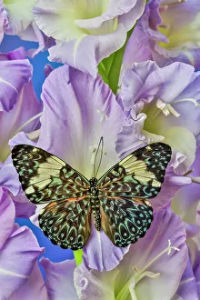 Festive Prints: USA, Washington State, Issaquah. Butterfly on flowers