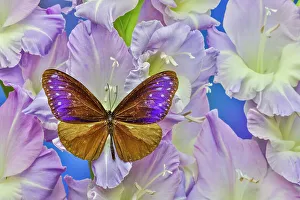 Festive Prints: USA, Washington State, Issaquah. Butterfly on flowers