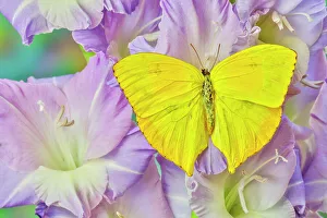 Festive Prints: USA, Washington State, Issaquah. Butterfly on flowers