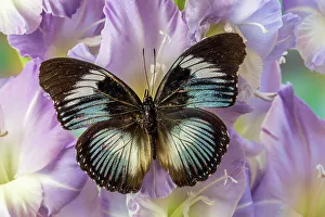 Festive Prints: USA, Washington State, Issaquah. Butterfly on flowers
