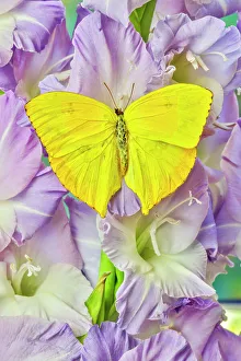 Festive Prints: USA, Washington State, Issaquah. Butterfly on flowers