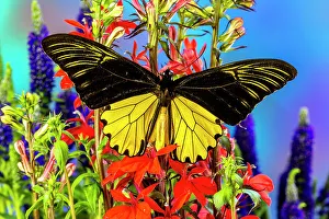 Festive Prints: USA, Washington State, Issaquah. Butterfly on flowers