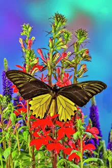 Festive Prints: USA, Washington State, Issaquah. Butterfly on flowers