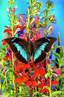 Festive Prints: USA, Washington State, Issaquah. Butterfly on flowers