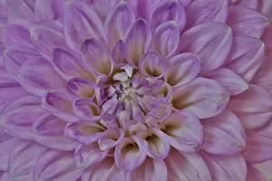 USA, Washington State, Issaquah. Dahlias on display
