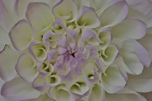 USA, Washington State, Issaquah. Dahlias on display