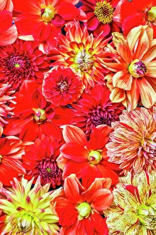 Asteraceae Prints: USA, Washington State, Issaquah. Dahlias on display