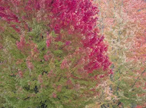 New Images August 2022 Prints: USA, Washington State, Issaquah with fall colored Maple trees along downtown roads