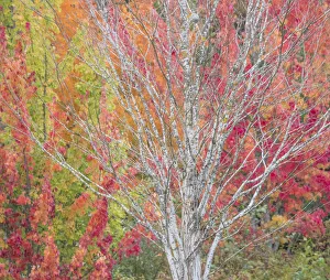 USA, Washington State, Issaquah with fall colored Maple trees along downtown roads