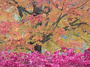 Images Dated 28th April 2022: USA, Washington State, Issaquah with fall colored Maple trees along downtown roads