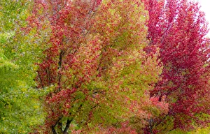 Images Dated 16th October 2020: USA, Washington State, Issaquah with fall colored Maple trees along downtown roads