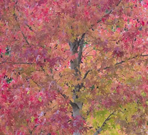 Images Dated 12th July 2022: USA, Washington State, Issaquah with fall colored Maple trees along downtown roads