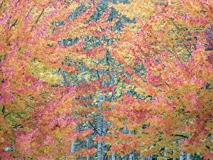 Images Dated 28th April 2022: USA, Washington State, Issaquah with fall colored Maple trees along downtown roads