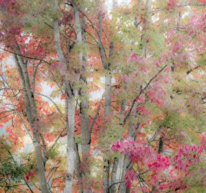 USA, Washington State, Issaquah with fall colored Maple trees along downtown roads