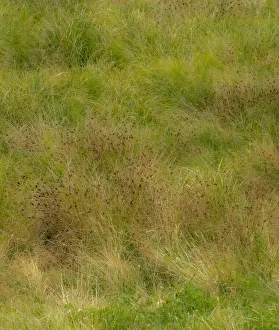 2022-08-19 Danita Delimont Dist 2325 images Collection: USA, Washington State, Issaquah and grassy field