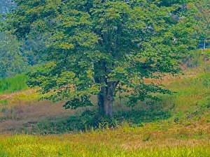 New Images August 2022 Prints: USA, Washington State, Issaquah lone Big Leaf Maple tree in grassy field
